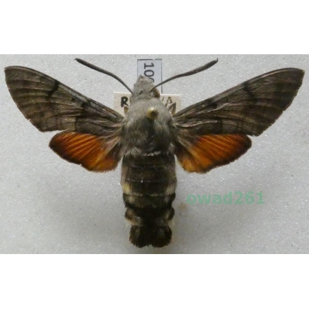 Macroglossum stellatarum (Linnaeus, 1758) Czech100a